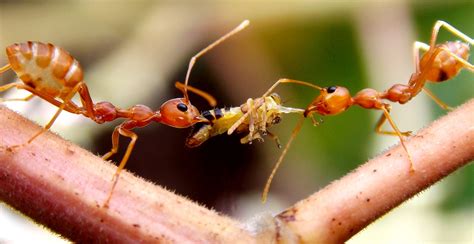 File:Weaver ant carrying food.jpg - Wikimedia Commons