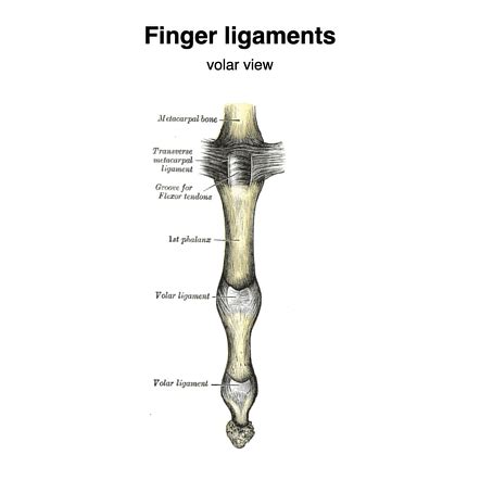 Metacarpophalangeal Joint Extension