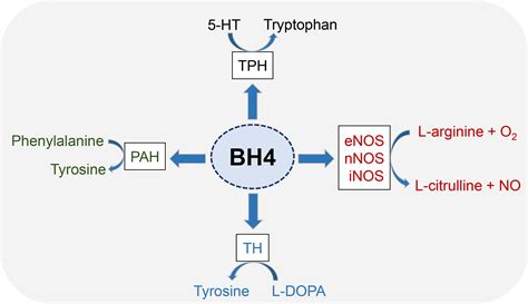 BH4 and Neopterin