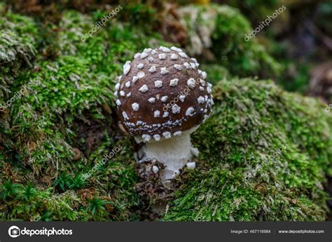 Death Angel Deadly Poisonous Mushroom Scientific Name Amanita Pantherina Mushroom Stock Photo by ...