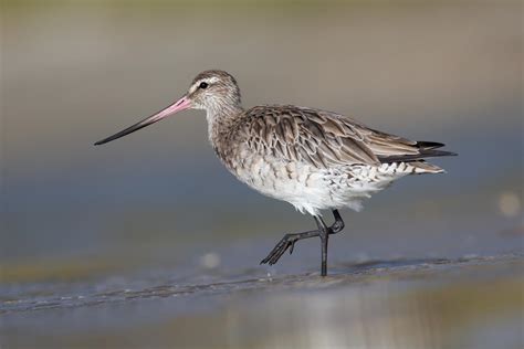 Bar-tailed godwit (Limosa lapponica)