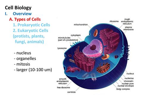 Cell Biology Van Leeuwenhoek and his microscope - ppt download