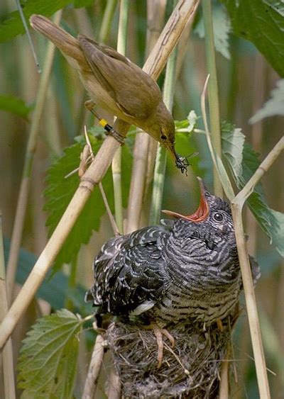 Common Cuckoo - the animals expedition