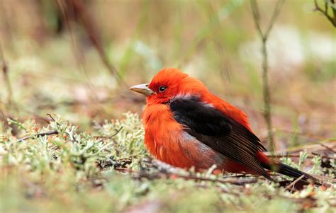 Scarlet Tanager - Shenandoah National Park (U.S. National Park Service)