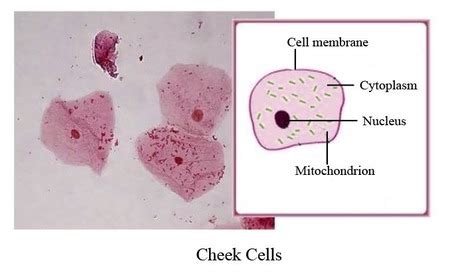 Human Cheek Cells Under A Microscope