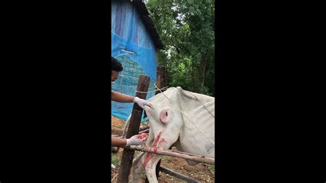 How to treat abscess cow,How To Treat Two Abscess In Cow's Leg, Watch How Veterinary Doctor ...