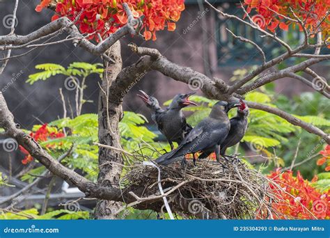 House Crow Feeding Baby Crows Stock Image - Image of lonely, agile ...