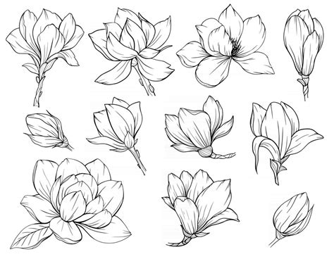 Magnolia Flower Outline Magnolia LIne Art Line Drawing 3325135 Vector ...