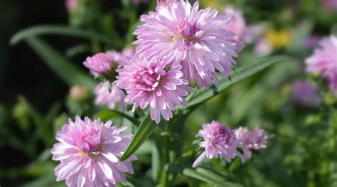 Aster Varieties: 25 Types of Aster Flowers For Your Garden