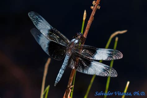 Odonata-Libellulidae-Libellula luctuosa-Widow Skimmer MALE (A) - Urban Programs - El Paso County