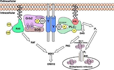 Figure 2 from Receptor tyrosine kinase structure and function in health and disease | Semantic ...