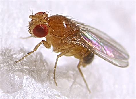 Fruit fly: information and pest control. Get rid of fruit flies.