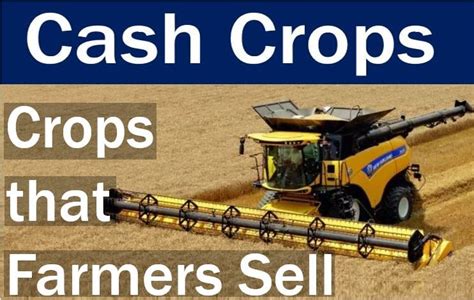 Cash crop - definition and meaning - Market Business News