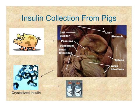 How do they harvest insulin from pigs?