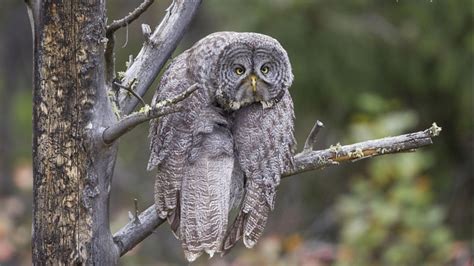 Najlepsi finaliści Comedy Wildlife Photography Awards 2023