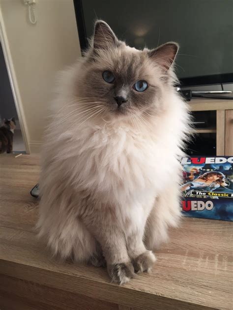 Elmo the Blue point Ragdoll : ragdolls