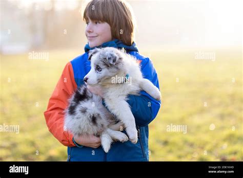 Young boy border collie dog hi-res stock photography and images - Alamy