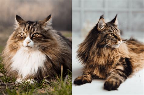 Cat Comparison – Norwegian Forest Cat Vs Maine Coon