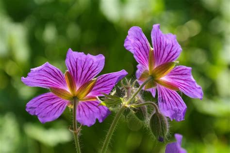 Perennial geraniums make great ground cover plants | Home & Garden ...