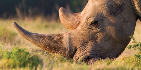 As numbers dwindle, a race to save the world's rhinos | Ensia