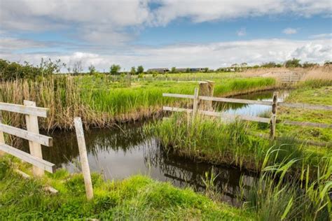 WWT Steart Marshes, Somerset | Photos & Visiting Information