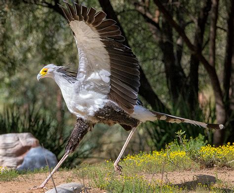 Secretary bird | San Diego Zoo Kids