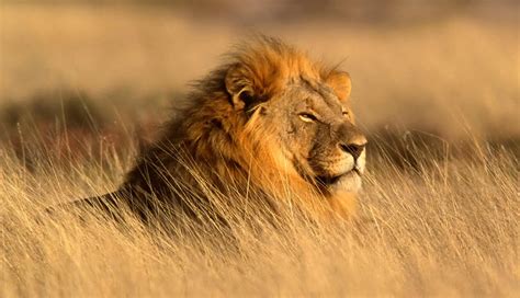 About Namibian Wildlife | Arebbusch Travel Guide