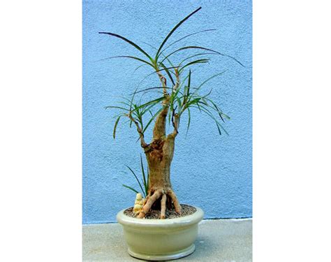 Dracaena Bonsai – Pros to Grow