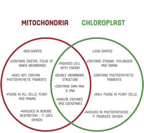 Chloroplast Vs. Mitochondria Venn Diagram Mitochondria Chlor