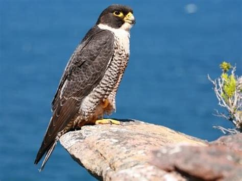 Falcon Images: Peregrine Falcon Catching Prey Video