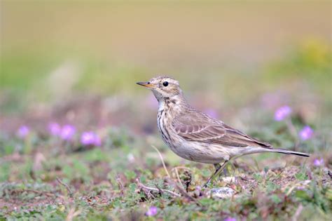 American pipit (Anthus rubescens)