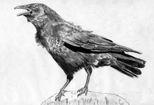 Drawing Printout: How to Draw a Realistic Crow, Draw Crows | Crows ...