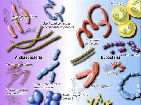 Kingdom Archaebacteria and Eubacteria | 190 plays | Quizizz