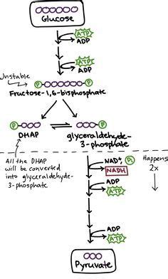 Pin on biochemistry