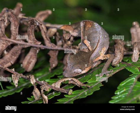 Uroplatus hi-res stock photography and images - Alamy