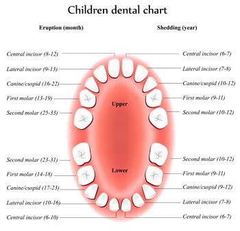 Dental Topics on Caring for Your Child's Teeth - Dentists4kids.com