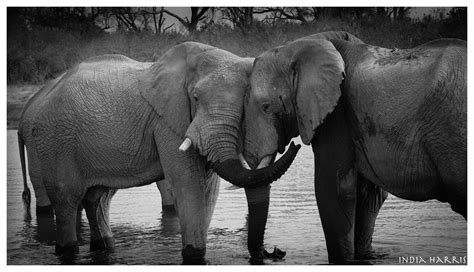 The Elephant Hug | indiaharrisdotcom