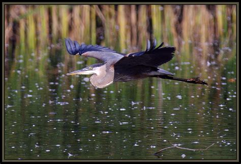 Marshland Birds (10 pics): Pentax SLR Talk Forum: Digital Photography Review