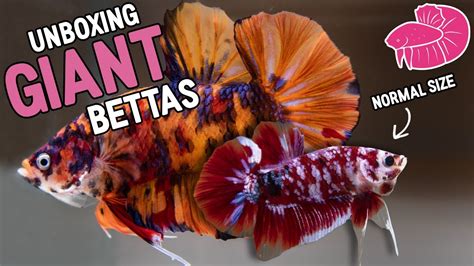 GIANT Betta Fish! Unboxing 5 of the Biggest Bettas Ever - YouTube