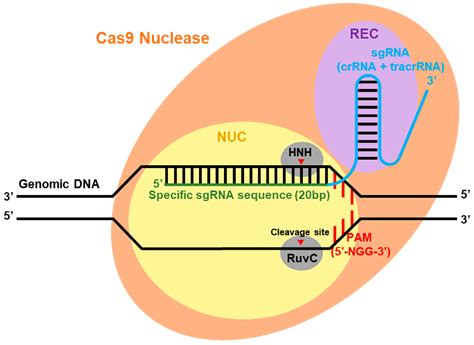 Fermentation | Free Full-Text | Nonconventional Yeasts Engineered Using the CRISPR-Cas System as ...