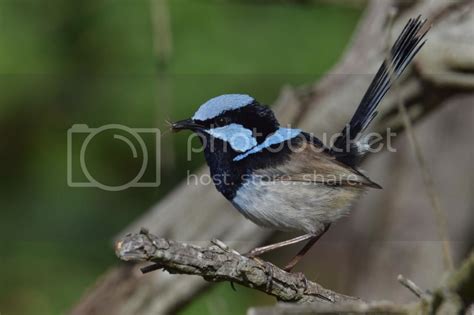 Superb Fairy Wren - Feeding | BIRDS in BACKYARDS