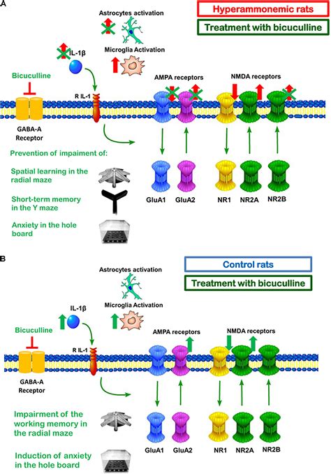 Frontiers | Bicuculline Reduces Neuroinflammation in Hippocampus and Improves Spatial Learning ...