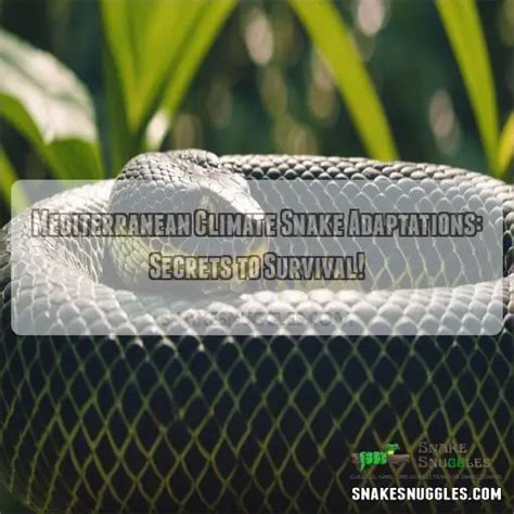 Mediterranean Climate Snake Adaptations: Secrets to Survival!