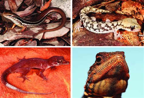 Australia reptiles with highly restricted ranges recently partitioned... | Download Scientific ...