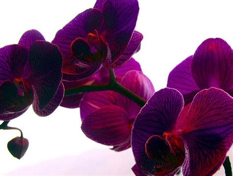 Purple Orchid | Purple orchids, Orchids, Purple flowers