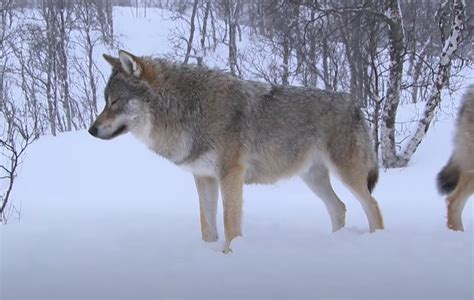 Colorado To Release Gray Wolves: Here’s When, Where And Why – State of ...