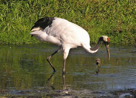 Maalie's Bird of the Day: 164. Red-crowned Crane