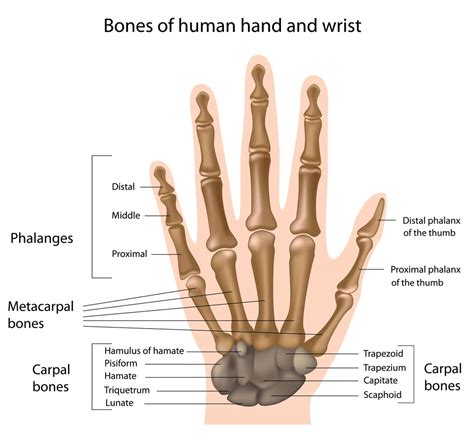 Kiënbock’s Disease