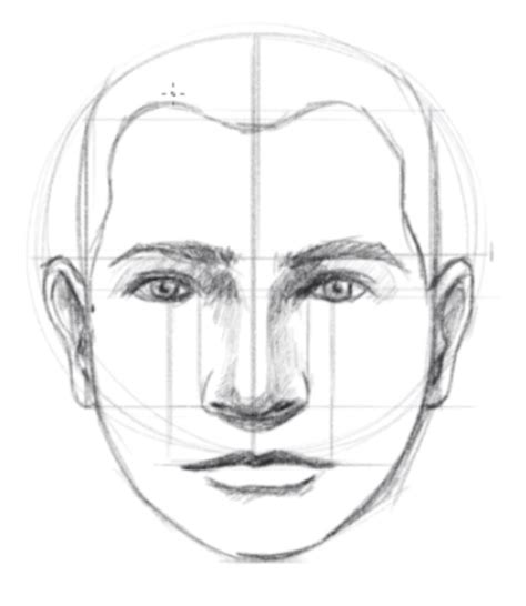 How To Draw The Proportions Of Face - Intelligencesupply16