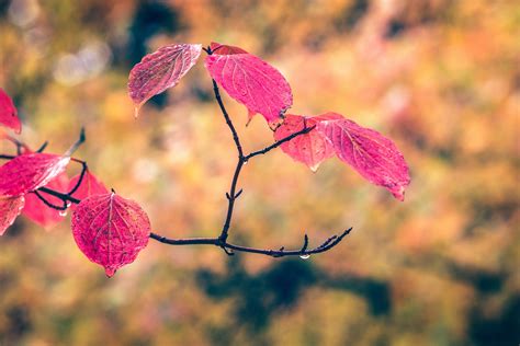 Free Images : tree, nature, branch, blossom, sunlight, leaf, flower, petal, frost, environment ...